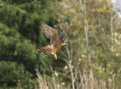 Merlin juvenile male