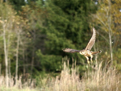 Merlin juvenile female