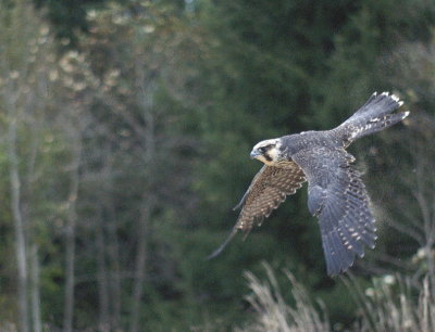 g1/92/16792/3/130559739.xc5fvH4q.jpg