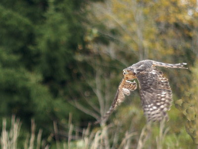 Sharp-shinned Hawk adult female