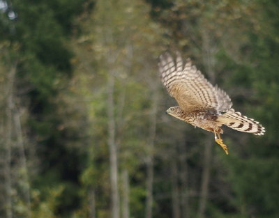 Sharp-shinned Hawk juvenile male