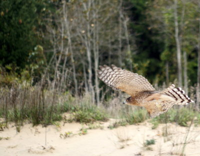 Cooper's Hawk adult female
