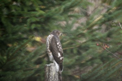 Sharp-shinned Hawk juvenile female