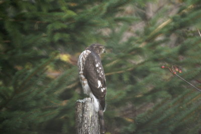 Sharp-shinned Hawk juvenile female