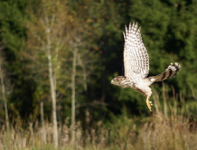 Cooper's Hawk juvenile male