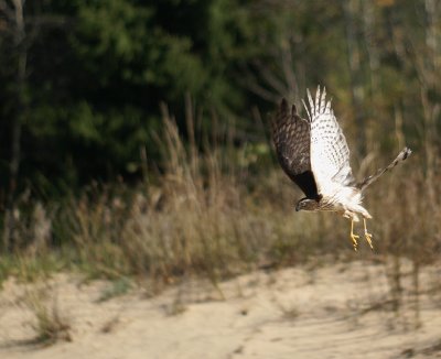 Sharp-shinned Hawk juvenile female