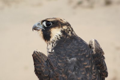Peregrine falcon juvenile male