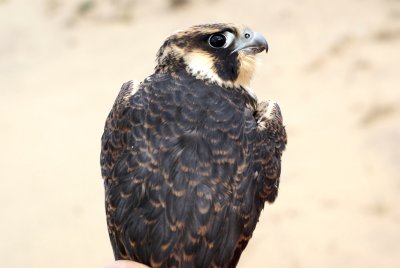 Peregrine falcon juvenile male