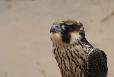 Peregrine falcon juvenile male