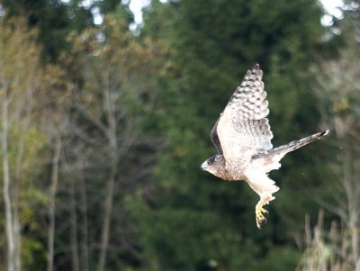 Cooper's Hawk adult female