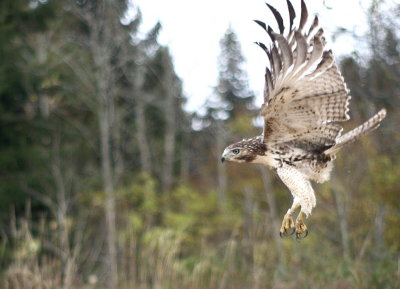 Red-tailed Hawk juvenile