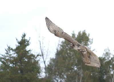 Red-tailed Hawk juvenile