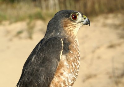 Sharp-shinned Hawk adult female