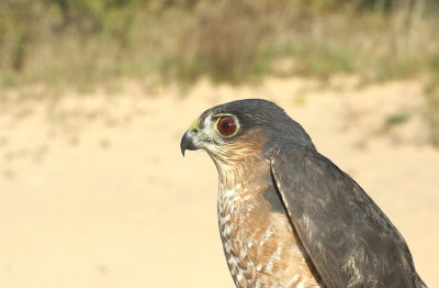 Sharp-shinned Hawk adult female