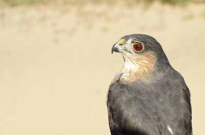 Sharp-shinned Hawk  adult female