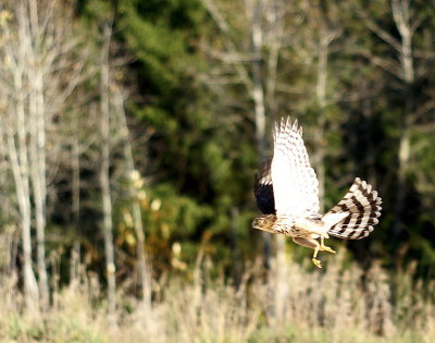Sharp-shinned Hawk  juvenile male