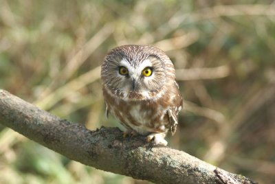 Saw-whet Owl