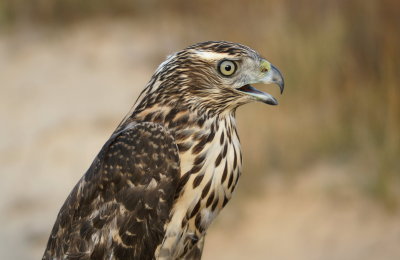 Northern Goshawk juvenile male