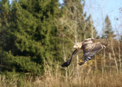 Red-tailed Hawk juvenile