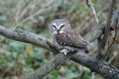 Saw-whet Owl