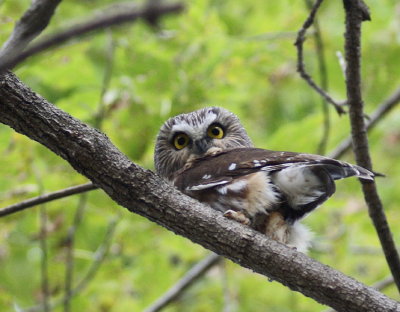 Saw-whet Owl