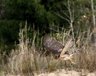 Sharp-shinned Hawk juvenile male