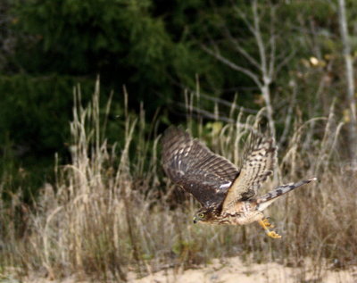 Sharp-shinned Hawk  juvenile male