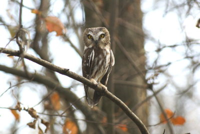 Saw-whet Owl