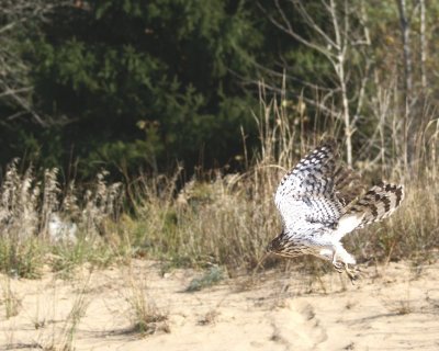 Cooper's Hawk juvenile male