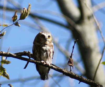 Saw-whet Owl