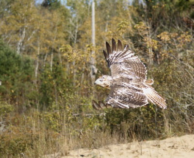 Red-tailed Hawk juvenile