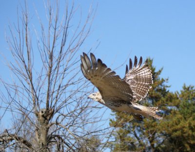 Red-tailed Hawk juvenile