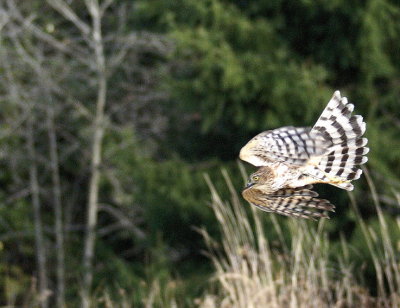Sharp-shinned Hawk juvenile male