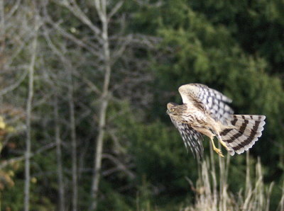 Sharp-shinned Hawk juvenile male