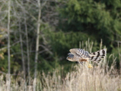 Sharp-shinned Hawk adult male