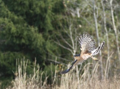 Sharp-shinned Hawk adult male
