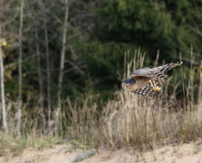 Sharp-shinned Hawk adult female