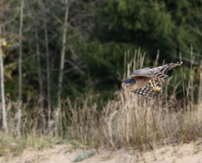 Sharp-shinned Hawk  adult female