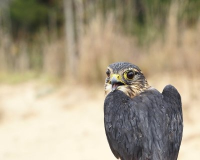 Merlin adult male
