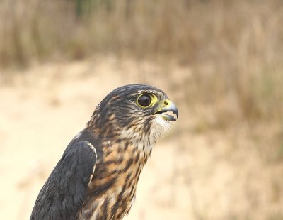Merlin adult male