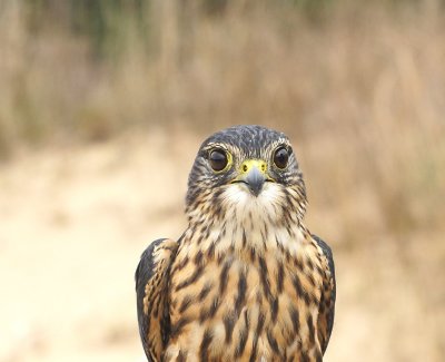 Merlin adult male