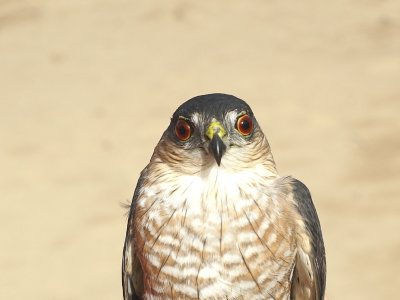Sharp-shinned Hawk adult male