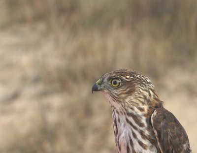 Sharp-shinned Hawk juvenile male