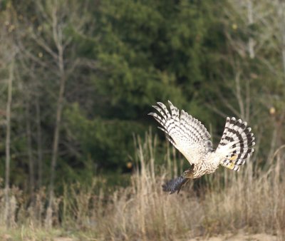 Sharp-shinned Hawk juvenile female
