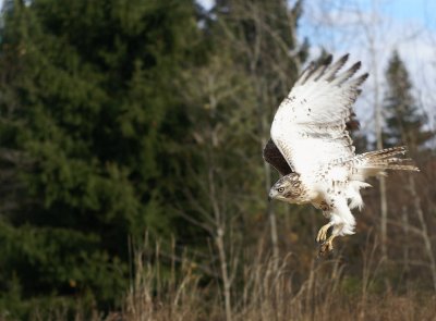 Red-tailed Hawk juvenile