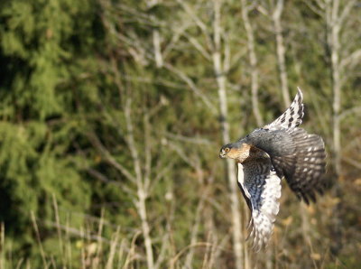 Sharp-shinned Hawk adult male