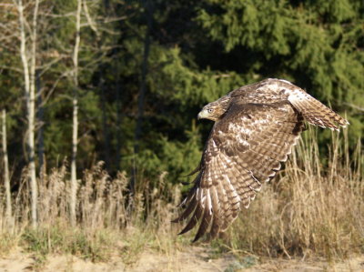 Red-tailed Hawk juvenile