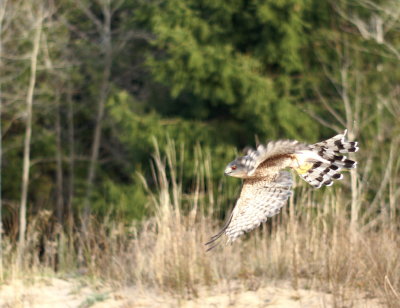 Sharp-shinned Hawk adult male