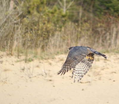 Sharp-shinned Hawk adult male