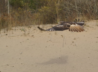 Red-tailed Hawk juvenile